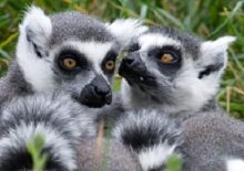 Picture of two Ring-tailed Lemurs